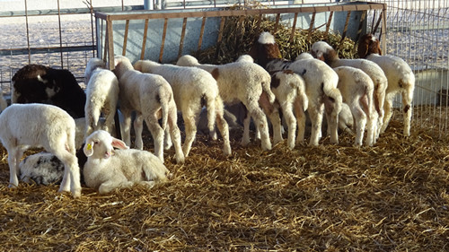 Sheep Manure Compost Making And Organic Fertilizer Granules