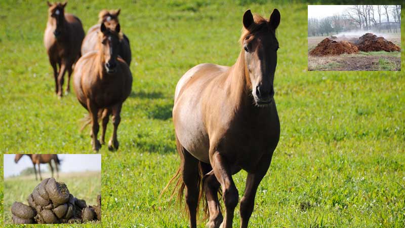 Horse Manure Management Using Horse Manure As Fertilizer